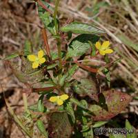 Ludwigia perennis - Flowgrow Aquatic Plant Database