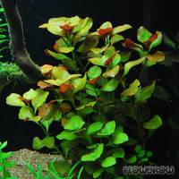 Ludwigia repens "Mesakana" - Flowgrow Aquatic Plant Database