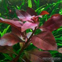 Ludwigia "Rubin" - Ruby Ludwigia - Flowgrow Aquatic Plant Database