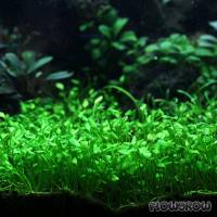 Marsilea angustifolia - Narrow-leaf Nardoo - Flowgrow Aquatic Plant Database