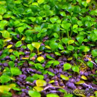 Marsilea spp. - Water clover (several species) - Flowgrow Aquatic Plant Database