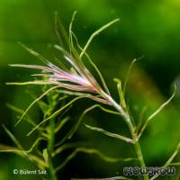 Mayaca sp. "Santarem Red" - Flowgrow Aquatic Plant Database
