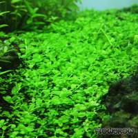 Micranthemum tweediei - Tweedie's pearlweed - Flowgrow Aquatic Plant Database