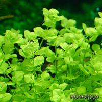Micranthemum umbrosum - Shade mudflower - Flowgrow Aquatic Plant Database