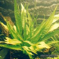 Microsorum pteropus - Flowgrow Aquatic Plant Database