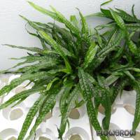 Microsorum pteropus 'Narrow' - Flowgrow Aquatic Plant Database