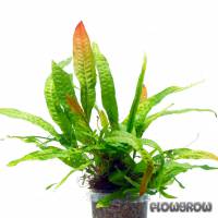 Microsorum pteropus "Orange Narrow" - Orange Java fern - Flowgrow Aquatic Plant Database