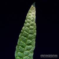 Microsorum pteropus 'Philippine' - Flowgrow Aquatic Plant Database