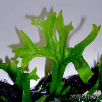 Microsorum pteropus "Thors Hammer" - Flowgrow Aquatic Plant Database
