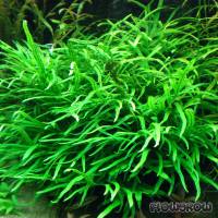 Microsorum pteropus 'Trident' - Flowgrow Aquatic Plant Database