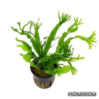 Microsorum pteropus 'Windeløv' - Flowgrow Aquatic Plant Database
