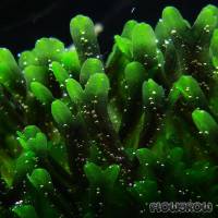 Monosolenium tenerum - Flowgrow Aquatic Plant Database