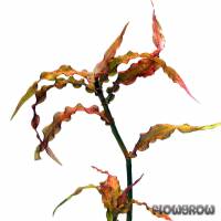 Murdannia engelsii - Flowgrow Aquatic Plant Database