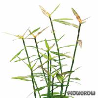 Murdannia keisak - Asian dayflower - Flowgrow Aquatic Plant Database