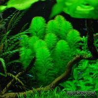 Myriophyllum aquaticum "Green" - Flowgrow Aquatic Plant Database