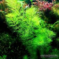 Myriophyllum aquaticum var. santacatarinense - Santa Catarina milfoil - Flowgrow Aquatic Plant Database