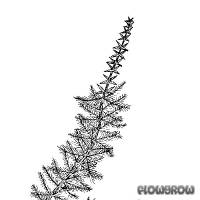 Myriophyllum heterophyllum - Twoleaf watermilfoil - Flowgrow Aquatic Plant Database