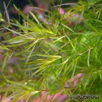 Najas guadalupensis - Flowgrow Aquatic Plant Database