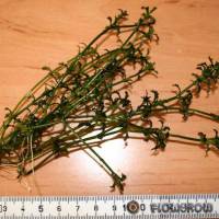 Najas horrida "Lake Edward" - Flowgrow Aquatic Plant Database