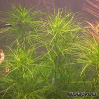 Najas indica - Flowgrow Aquatic Plant Database