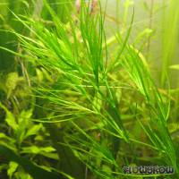 Najas madagascariensis - Flowgrow Aquatic Plant Database