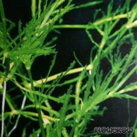 Najas marina - Flowgrow Aquatic Plant Database