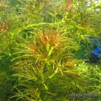 Najas sp. "Roraima" - Flowgrow Aquatic Plant Database