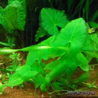 Nymphaea glandulifera - Flowgrow Aquatic Plant Database