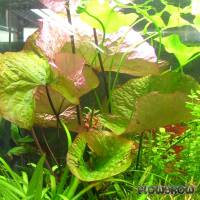 Nymphaea nouchali "Sri Lanka" - Flowgrow Aquatic Plant Database