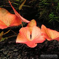 Nymphaea pubescens - Hairy water lily - Flowgrow Aquatic Plant Database