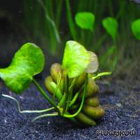 Nymphoides aquatica - Banana plant - Flowgrow Aquatic Plant Database