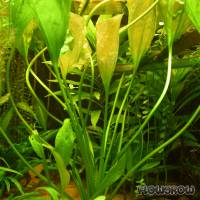 Ottelia alismoides - Flowgrow Aquatic Plant Database