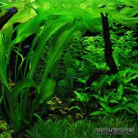 Ottelia ulvifolia - Flowgrow Aquatic Plant Database