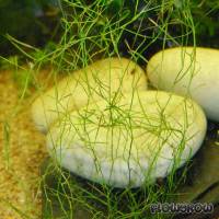 Potamogeton octandrus - Flowgrow Aquatic Plant Database