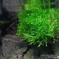 Riccia fluitans - Crystalwort - Flowgrow Aquatic Plant Database