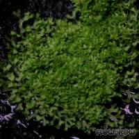 Riccia rhenana - Flowgrow Aquatic Plant Database