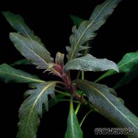 Staurogyne sp. "Bihar" - Flowgrow Aquatic Plant Database