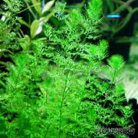 Utricularia cf. vulgaris - Flowgrow Aquatic Plant Database