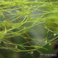 Utricularia gibba - Flowgrow Aquatic Plant Database
