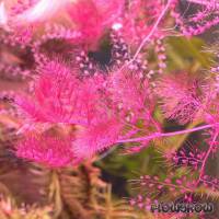 Utricularia sp. "pink" - Flowgrow Aquatic Plant Database