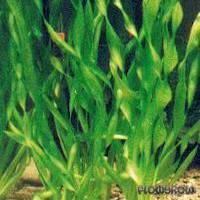 Vallisneria asiatica var. biwaensis - Flowgrow Aquatic Plant Database