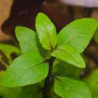 Acmella repens - Flowgrow Aquatic Plant Database