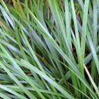 Acorus gramineus - Flowgrow Aquatic Plant Database