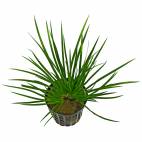 Acorus gramineus 'Pusillus' - Flowgrow Aquatic Plant Database