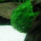 Aegagropila linnaei - Flowgrow Aquatic Plant Database