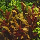 Alternanthera reineckii "Lilacina" - Flowgrow Aquatic Plant Database