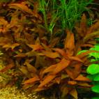 Alternanthera reineckii 'Mini' - Flowgrow Aquatic Plant Database