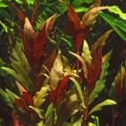 Alternanthera reineckii "Rosaefolia" - Flowgrow Aquatic Plant Database