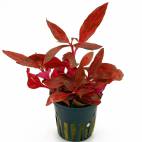 Alternanthera reineckii 'Rosanervig' - Flowgrow Aquatic Plant Database