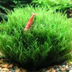 Amblystegium serpens - Flowgrow Aquatic Plant Database